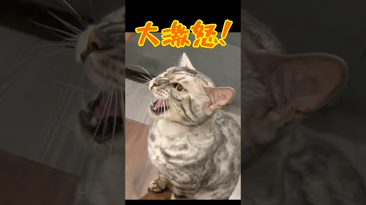 焼魚が欲しくて激怒なベンガル猫