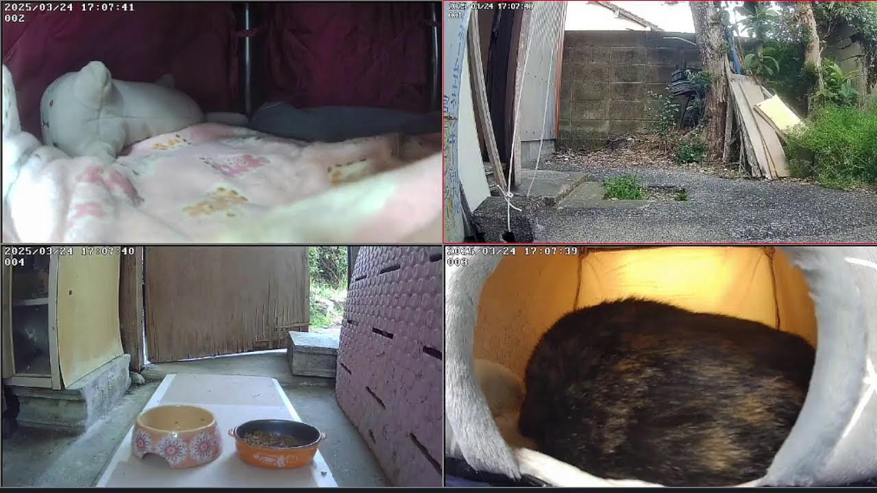 猫ライブ　野良猫は倉庫に住み着くのか？　保護猫と野良猫　 cat live