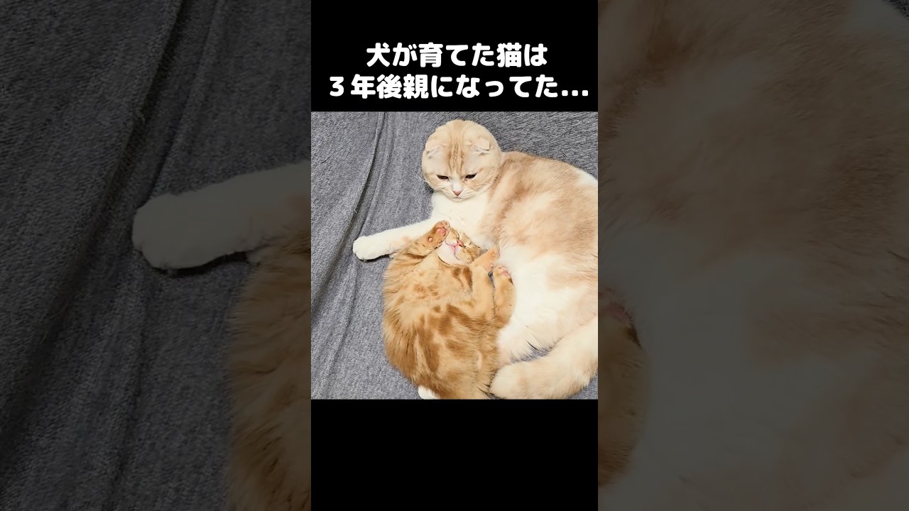 犬が育てた猫は3年後子猫の親になってた...
