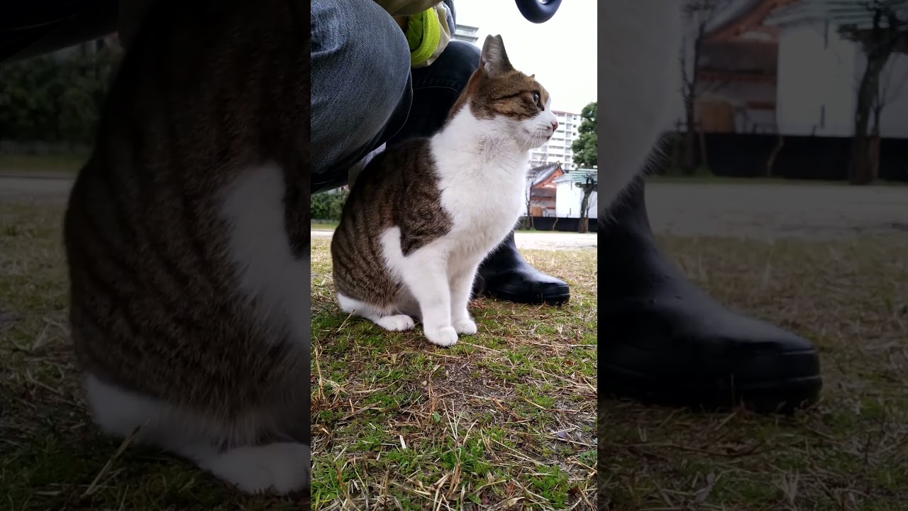 ☔雨の公園、ずぶ濡れのキジ白猫と相合い傘！😍😻　☔I wiped the soaking wet cat with a towel!😍😻　#shorts #cat #保護猫 #野良猫 #ネコ