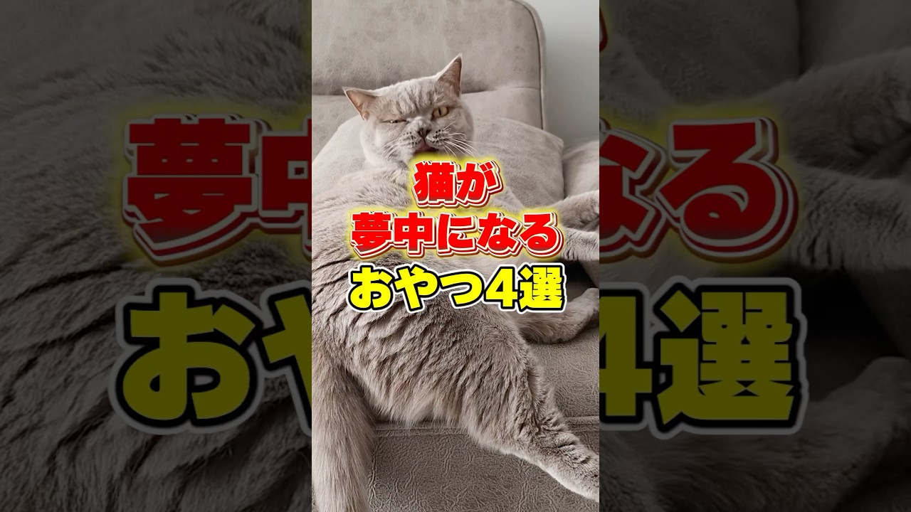 猫が夢中になるおやつ4選 #猫のいる暮らし #ペットのいる暮らし #保護猫 #shorts