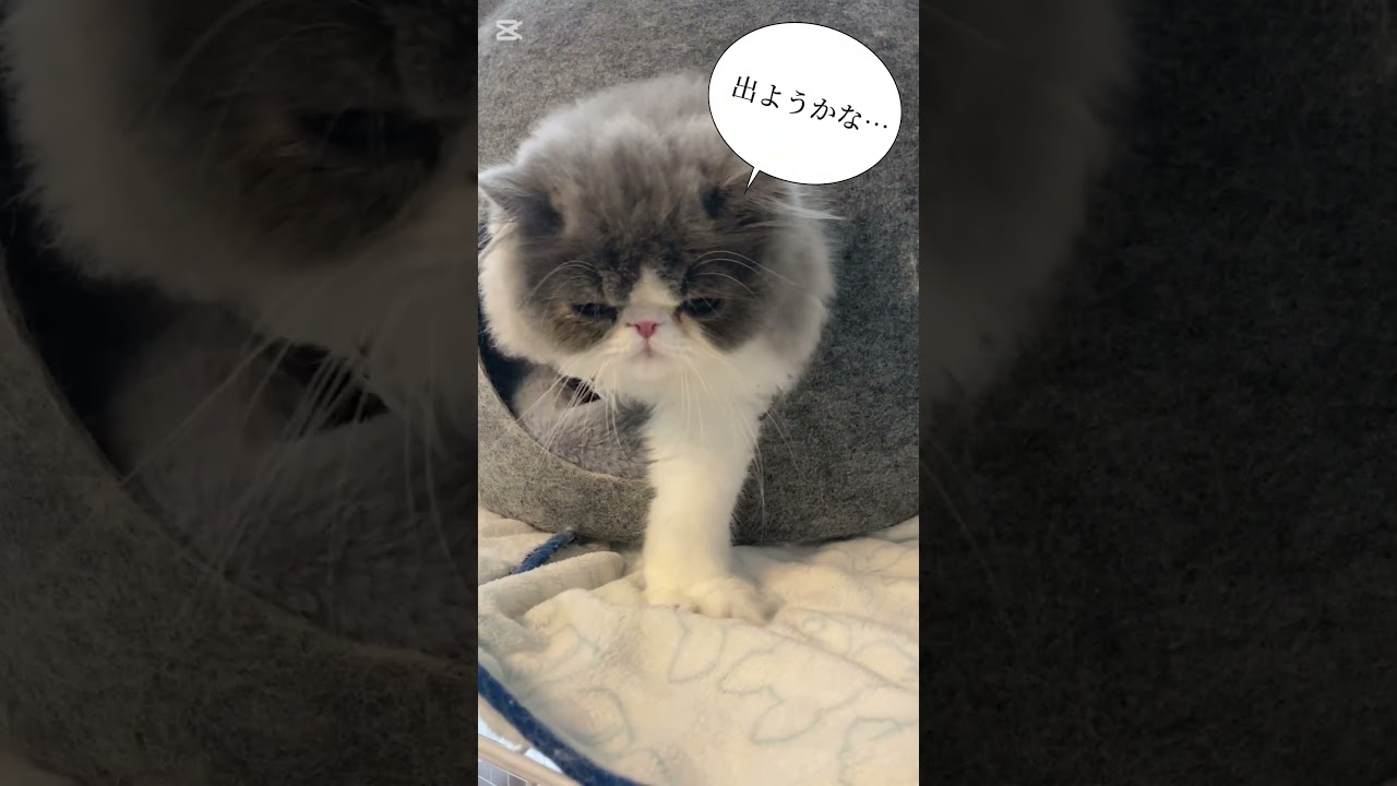 ふみふみするおもち😸