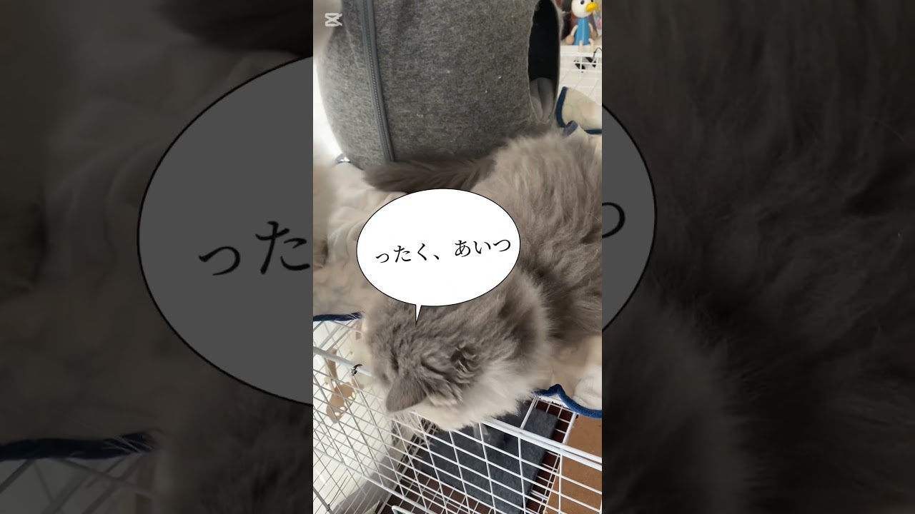 毛づくろいするおもち😸