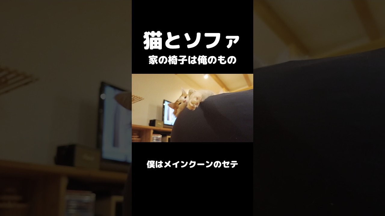 人間のものは僕のもの #猫 #ねこ #メインクーン #猫のいる暮らし #mainecoon #cat #猫好きさんと繋がりたい #ネコ