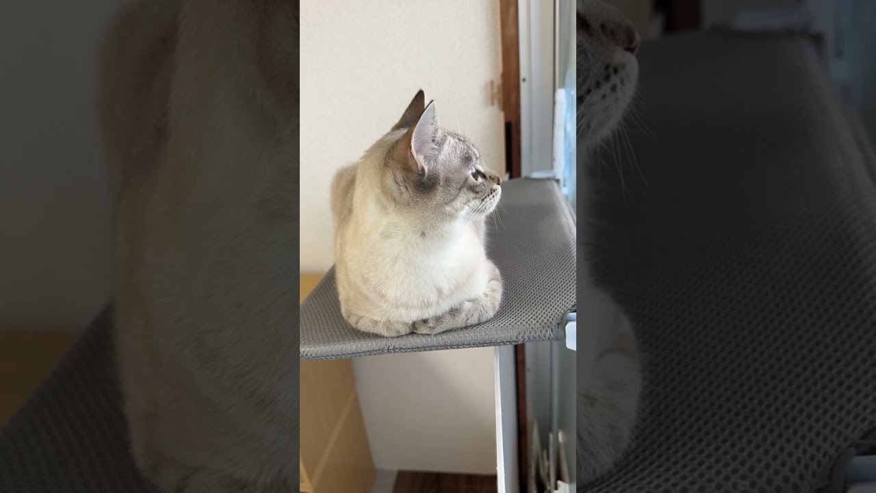 にゃるそっく中のキョロキョロ！　#シャムトラ #元保護猫 #シャムミックス  #cat #猫耳 #kitten  #猫耳 #siamesemix