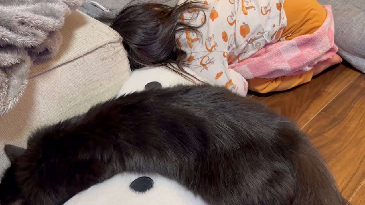 ごめん寝をシンクロする猫　ラガマフィン
