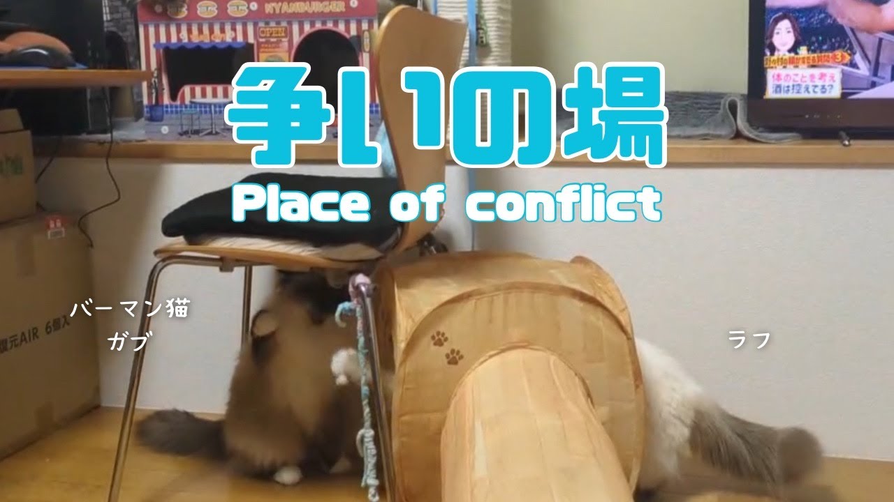 バーマン猫ラフとガブとウリ【争いの場】Place of conflict（バーマン猫）Birman/Cat