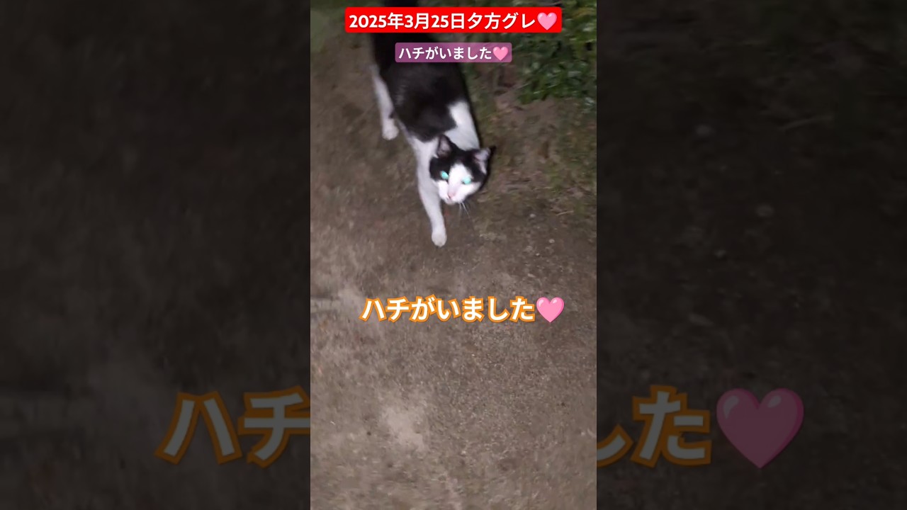 【2025年3月25日夕方グレ🩷】ハチがいました🩷#外猫の暮らし