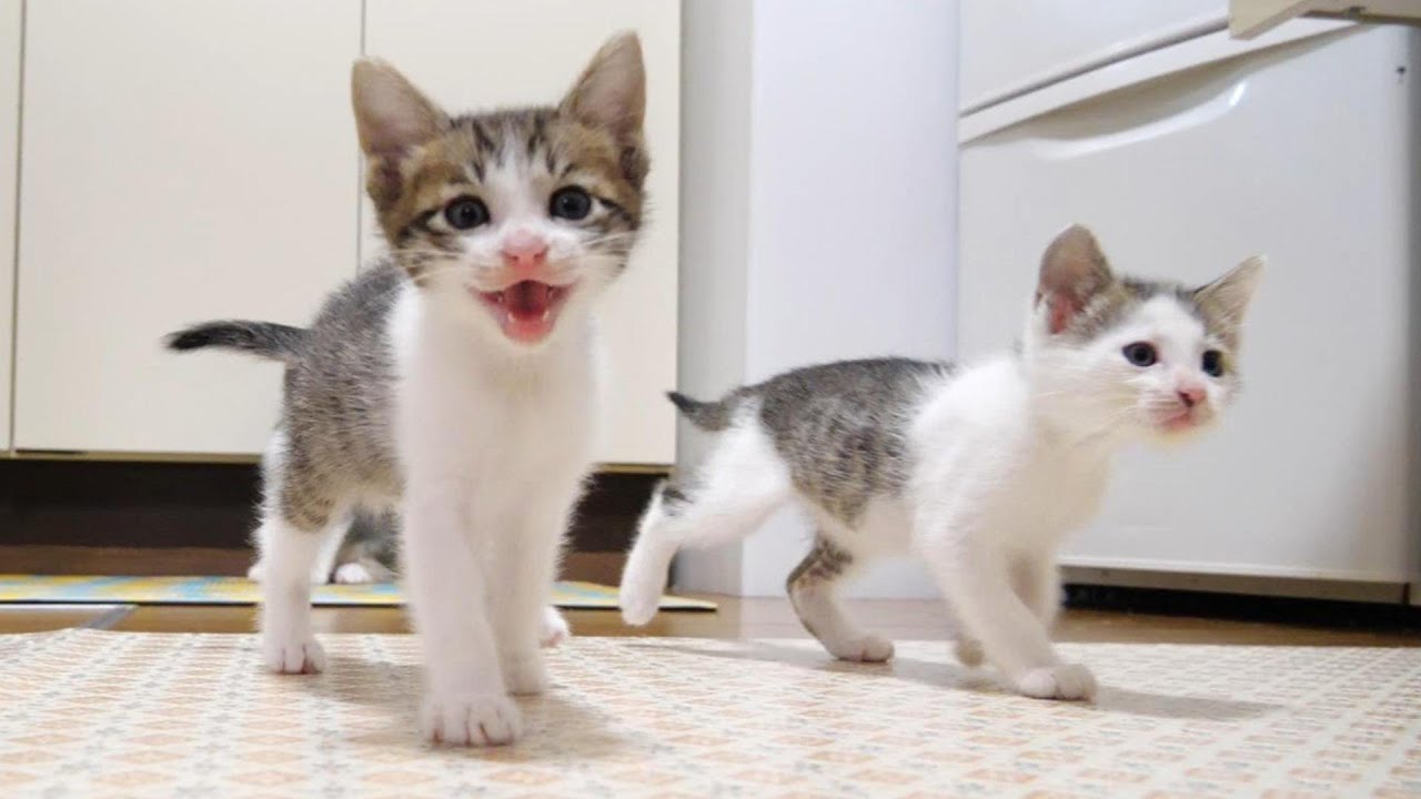 待ってましたよとニャーニャー隊の子猫たちがキッチンに立つおじさんの元に一斉に集まりかわいいコールが止まらない【赤ちゃん猫　保護猫】
