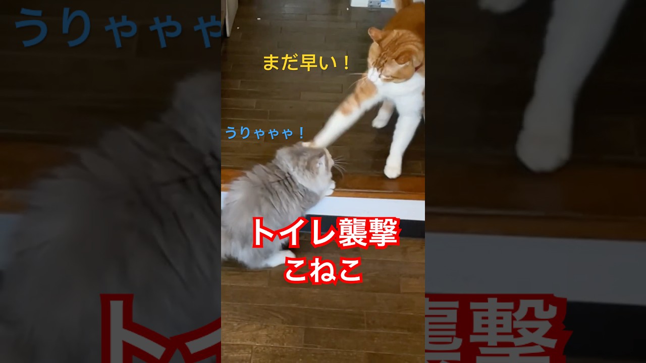 ジジイ(猫)をトイレ待ちして奇襲をたくらむ子ねこ(ミヌエット)
