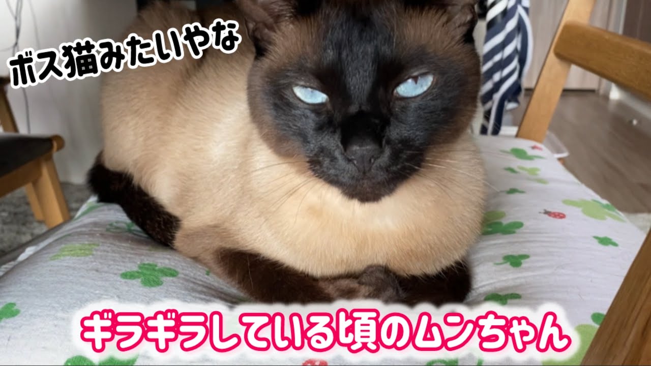 シャム猫ムーン🌙チャンネル・ギラギラムーン🌟