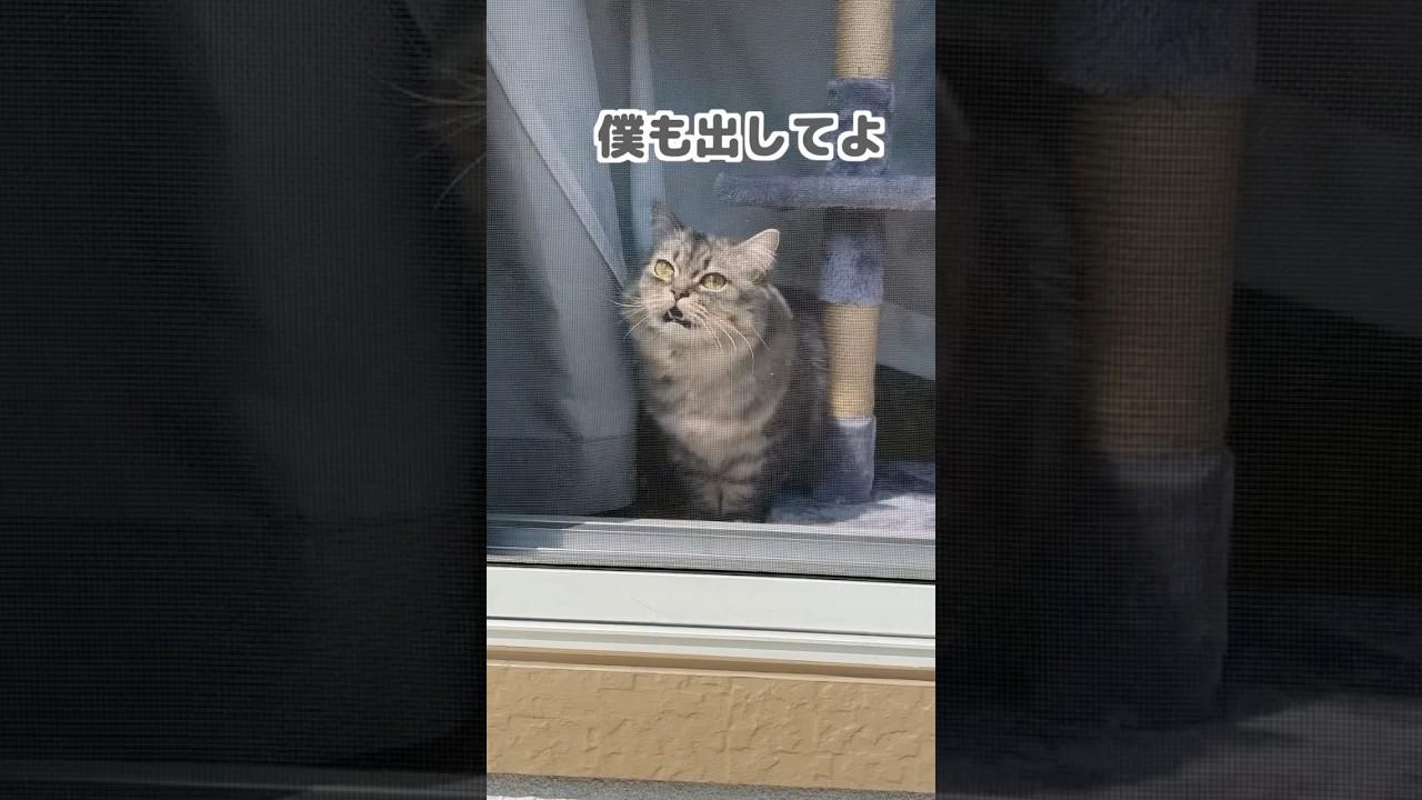 束縛強めな甘えん坊猫が可愛すぎましたw   #猫　#ねこ　#マンチカン　#猫動画  #猫のいる暮らし  #ねこのいる生活  #shorts   #cat