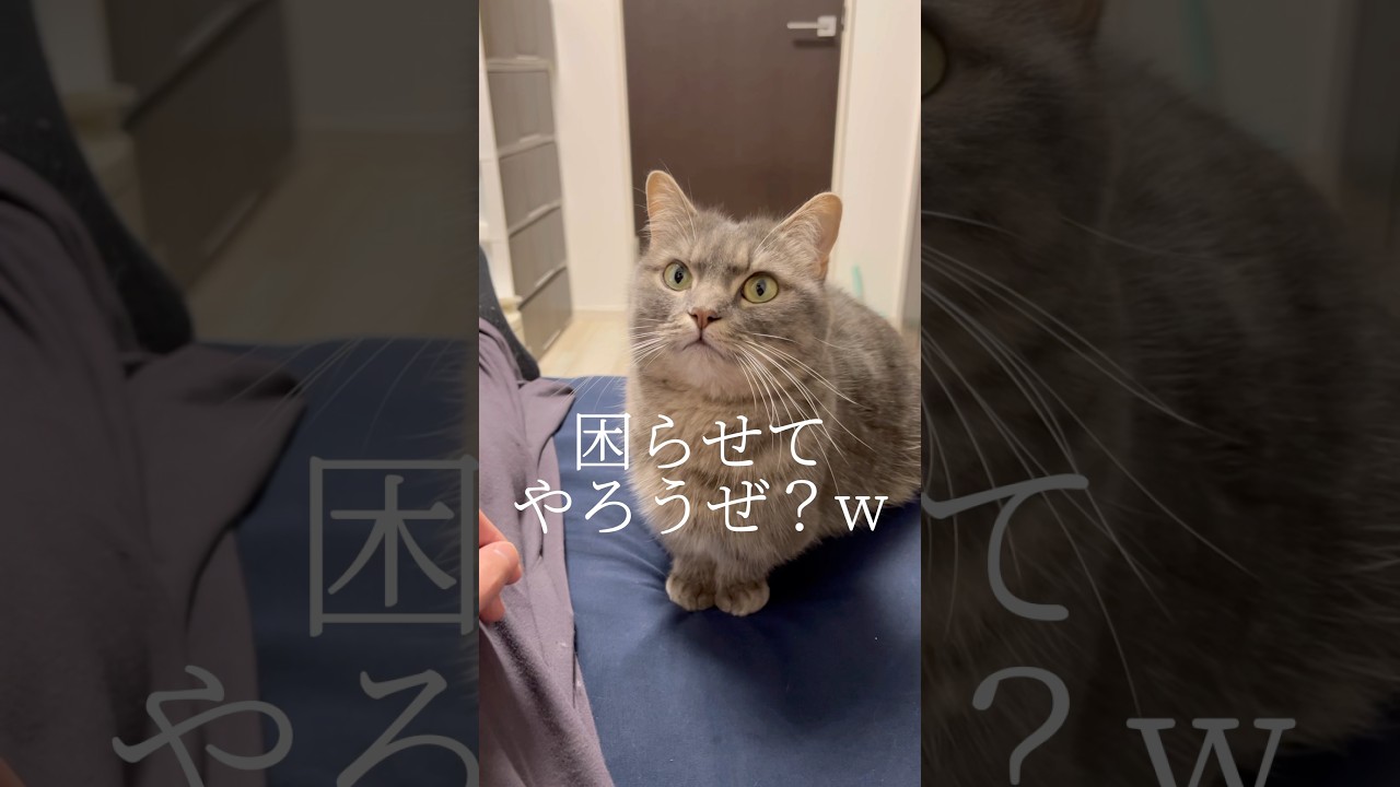 猫と一緒にママを困らせてやりましたwww#shorts #猫 #マンチカン