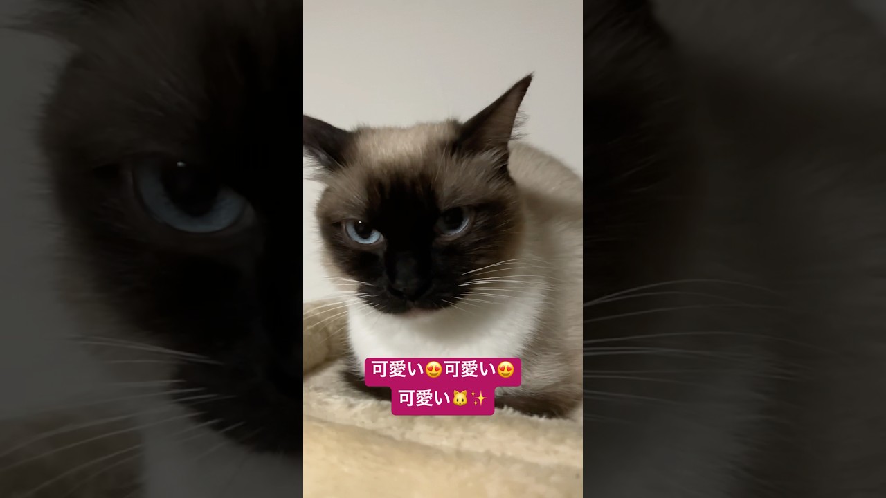 ラグドールのたぬきみたい猫の女の子 #ragdoll #cat #ragdollparcore #猫のいる暮らし #子ネコ #ラグドール #猫好き #保護猫 #ragdollkittens #ねこ