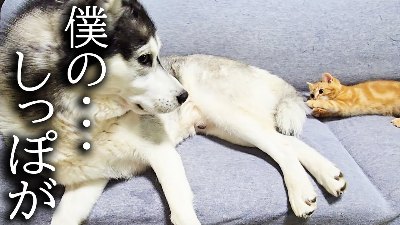 ハスキー犬のしっぽにイタズラした子猫がこうなりました...