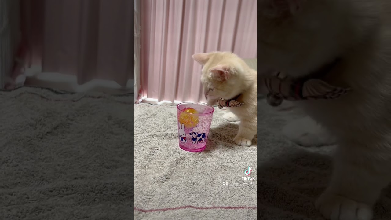 水をこぼした生後3ヶ月のマンチカンは僕です            本編はこちらhttps://youtu.be/rL9hYok7L4I