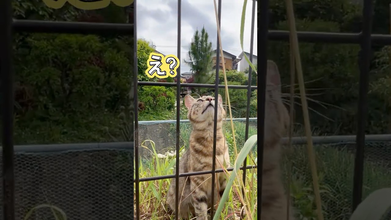 【出産直後の妹猫】ふらふらの体で現れ、兄姉の前で力を振り絞って柵を越えようとする姿に感動！【オリジナルBGM】 #shorts#cat#子猫#子育て