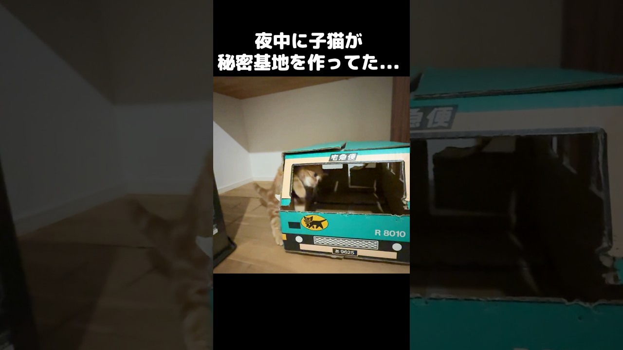 夜中に子猫がこっそり秘密基地を作ってた...笑#shorts