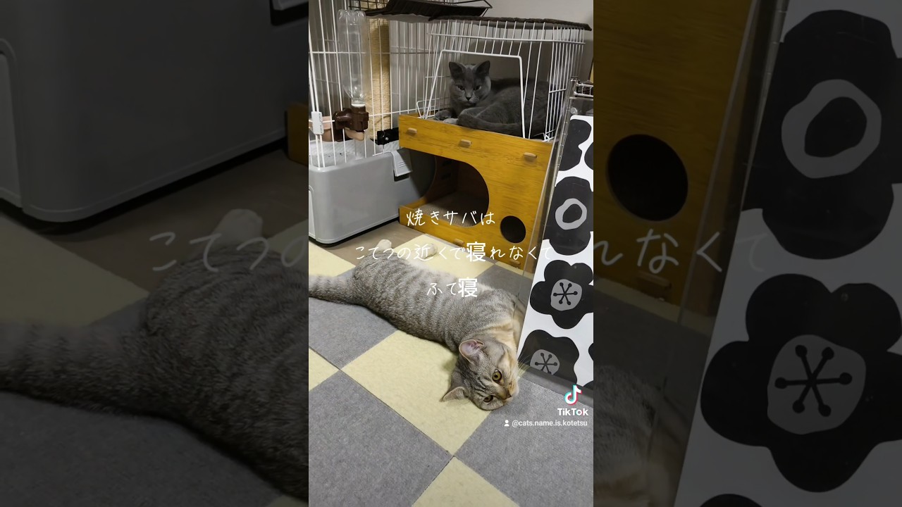 仲良し二匹