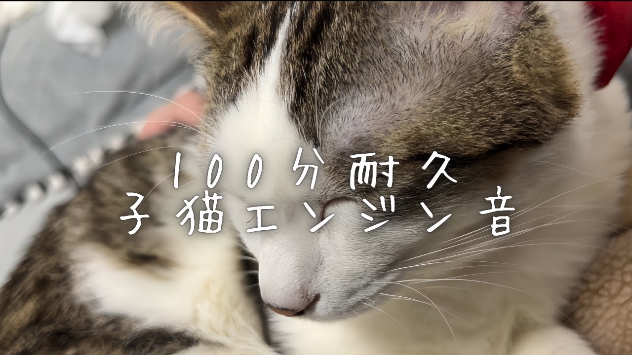 【睡眠用 ASMR】子猫のゴロゴロ音　100分耐久