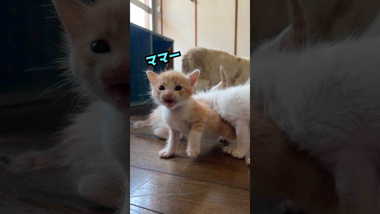 手がかかる子ほど可愛い