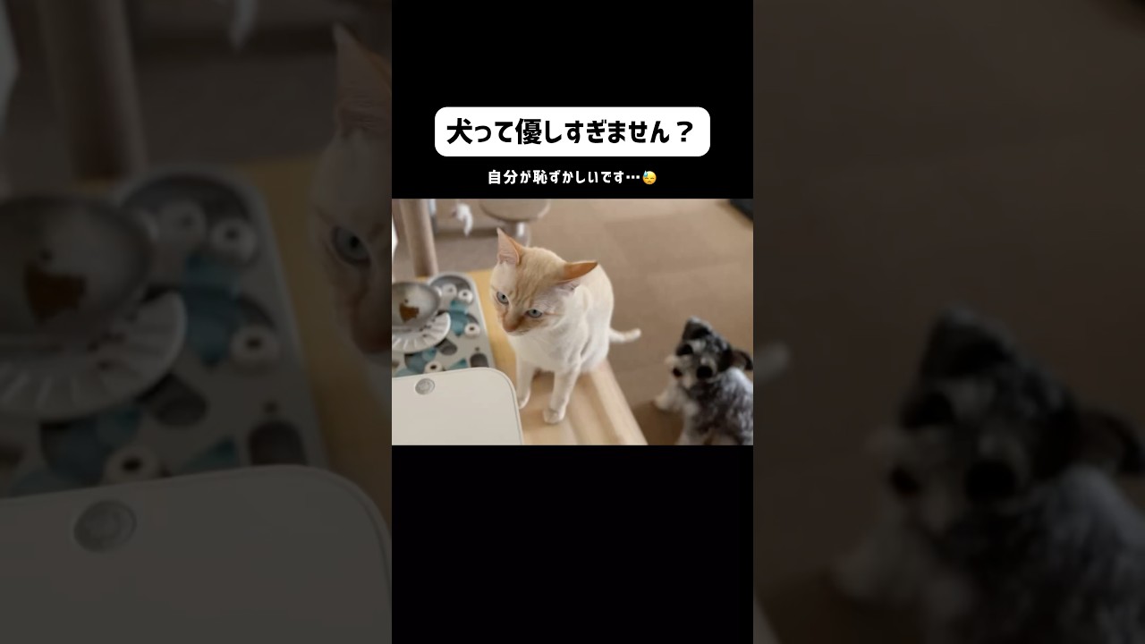 【猫が心配】犬が言った言葉に感動