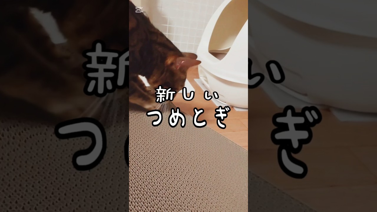 新しいつめとぎ #猫 #猫動画 #猫のいる暮らし #ベンガル #cat #fyp #shorts #short
