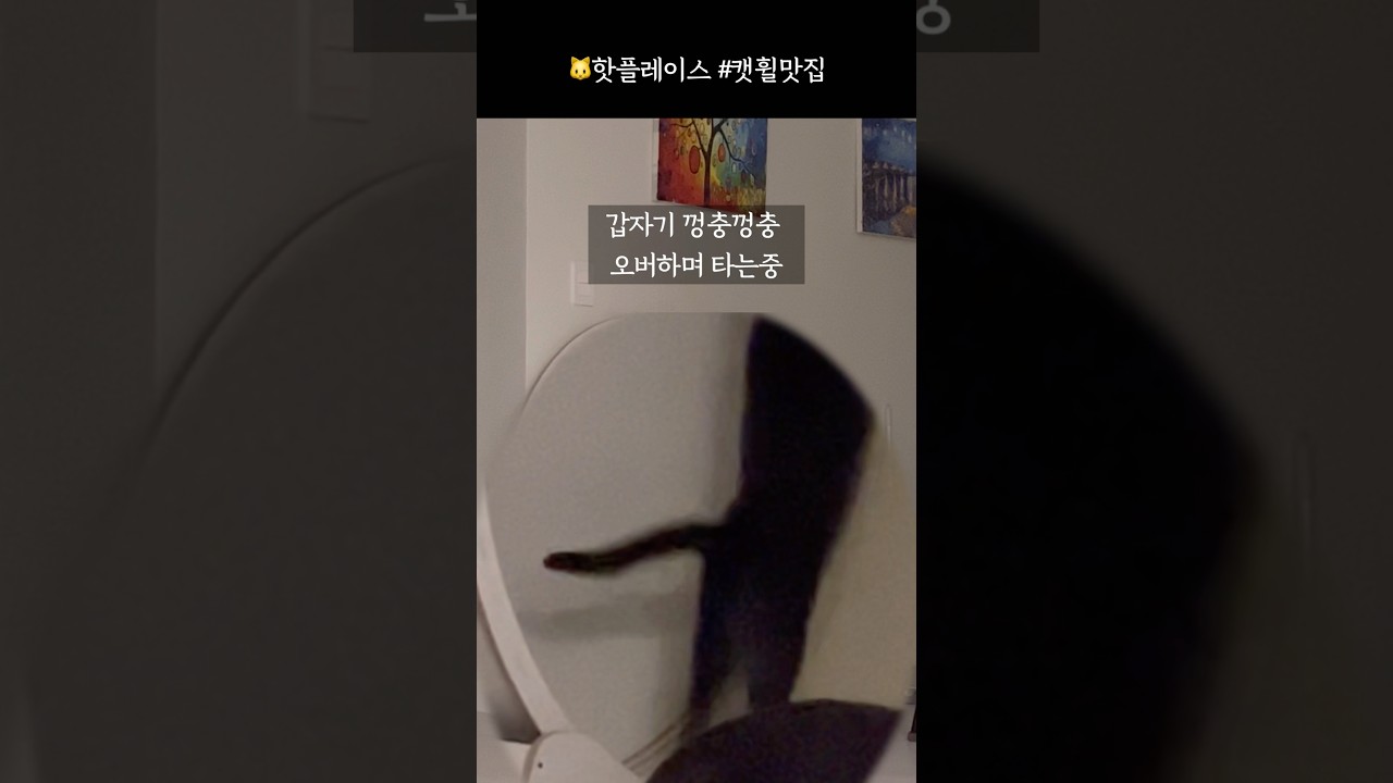 고양이들이 줄서는 이유 #고양이핫플 #캣휠맛집 #고양이일상 #cutecat