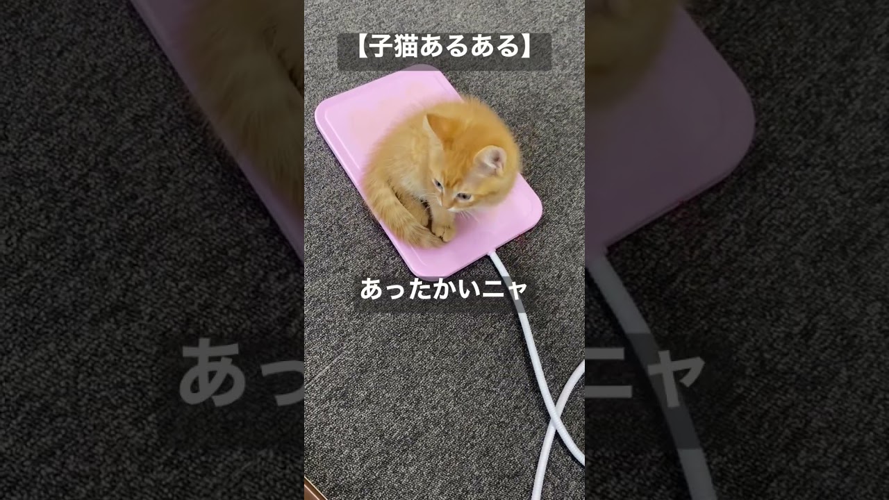 【子猫あるある】はじめてのホットカーペット😊💕 #スコティッシュフォールド  #猫動画 #ペット #癒し #shorts
