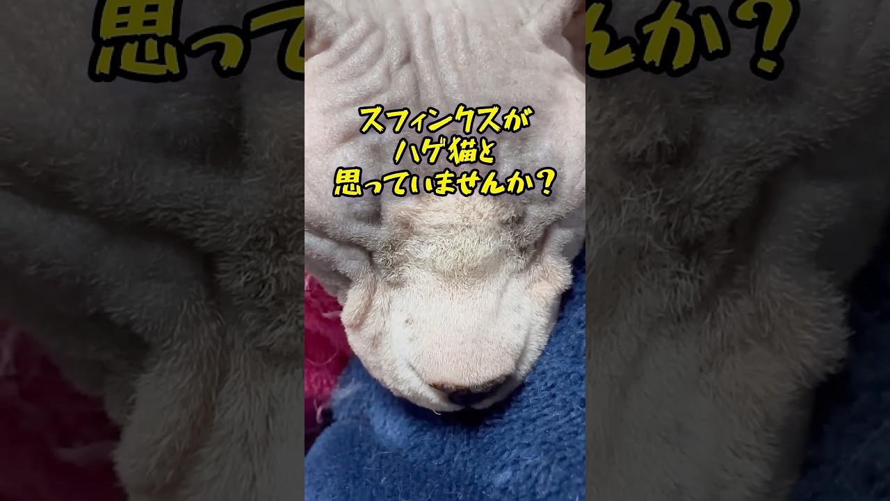 ハゲ猫の様でハゲ猫では無いスフィンクス猫の話し#shorts##猫 #sphynx #猫のいる暮らし