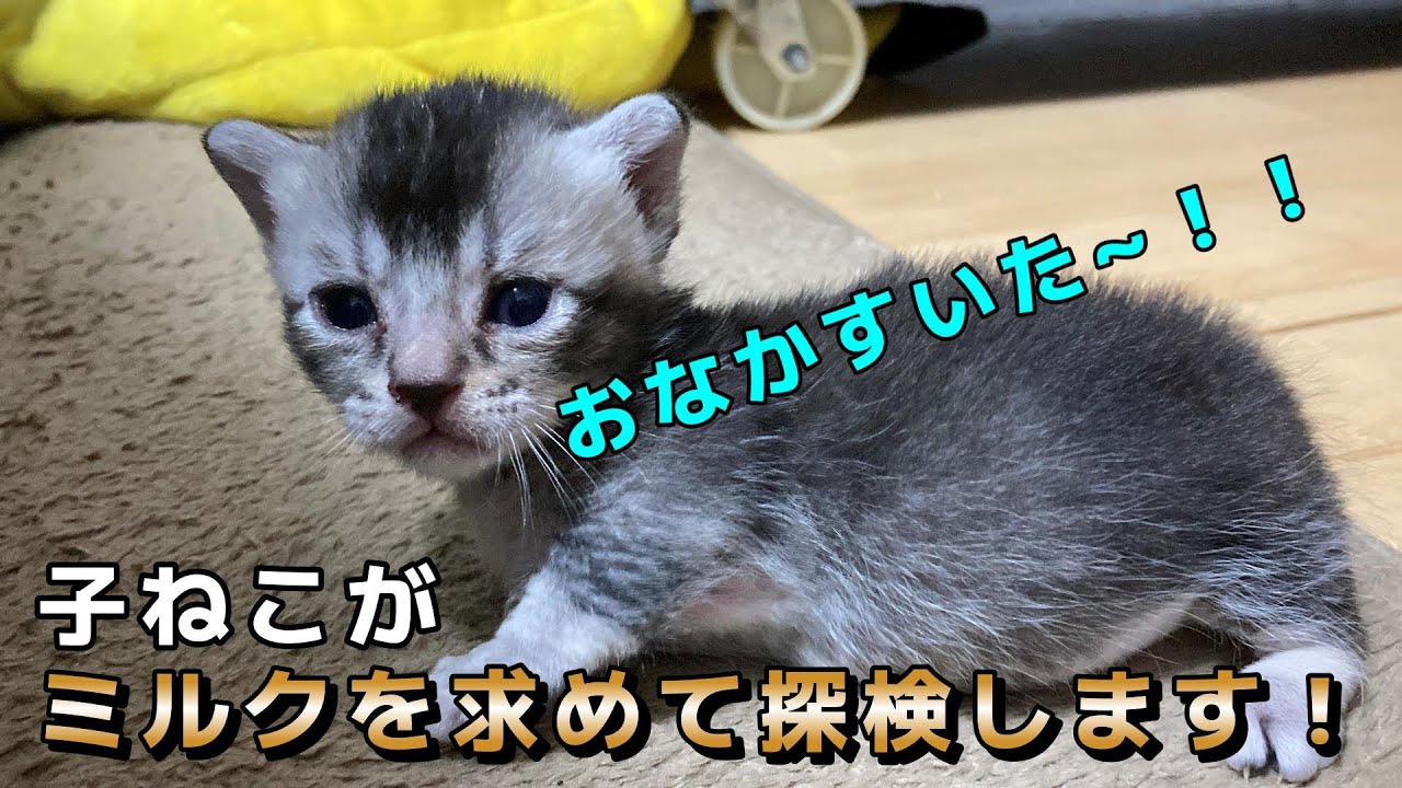 子猫がミルクを求めて初めての探検に向かいます。