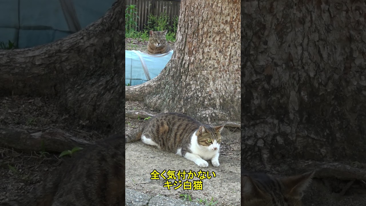 後ろから穴が開くほど見られているのに気づかないキジ白猫！😅😻They don't realize they are being watched!😅😻#shorts #cat #保護猫 #野良猫 #ネコ