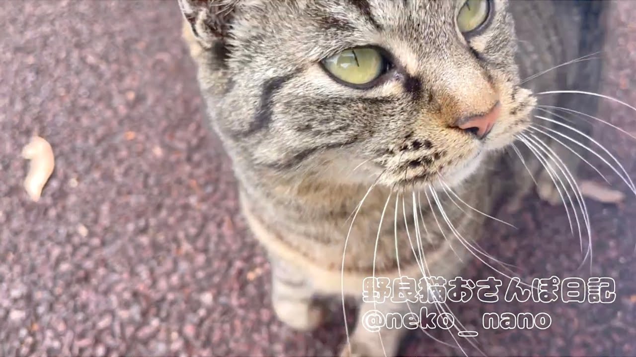 顔色をうかがいながらスリスリし続けてくるキジトラが可愛い