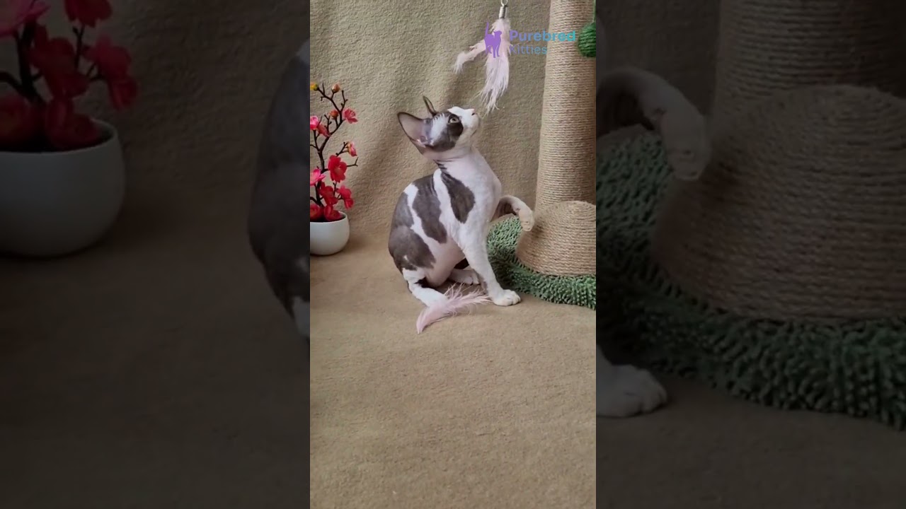 Introducing Quico: Your Playful Chocolate Bicolor Devon Rex Kitten 🐾 Smart & Confident! #DevonRex