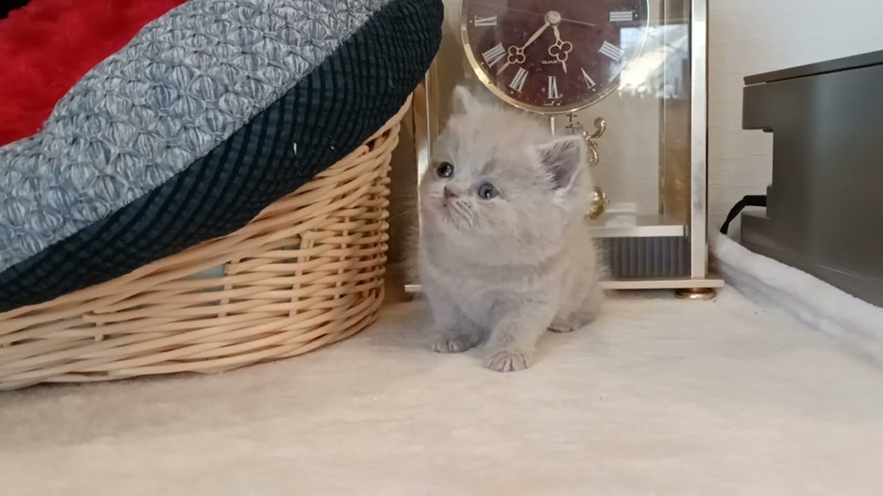 ブリティッシュショートヘア 癒し顔のブリ兄妹❤️人気のライラックカラー