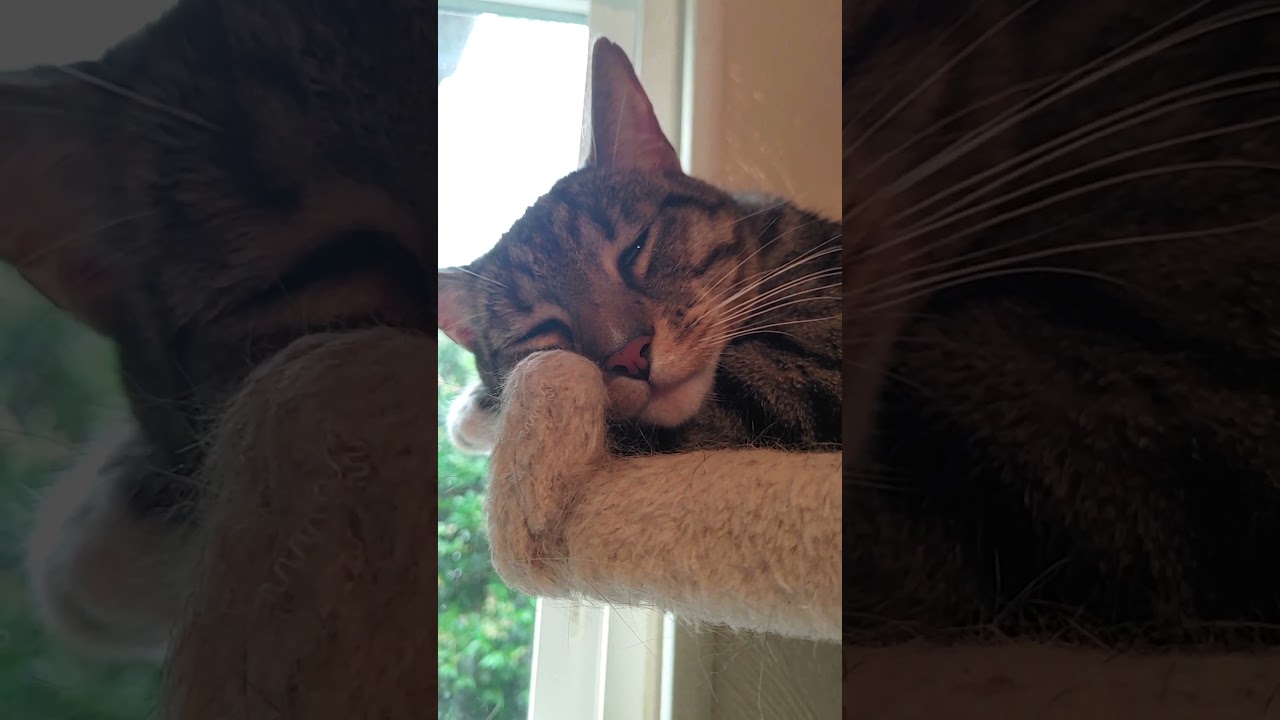 Bear is a rumpy Manx boy who's beans are the most delicate color  #Manx #cats