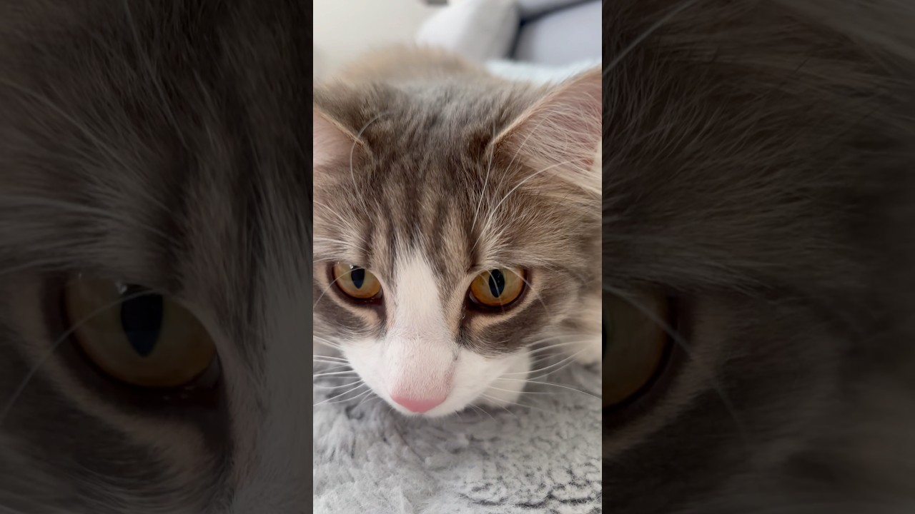 かわゆ #サイベリアン #siberian #1歳11ヶ月 #cat #猫 #shorts