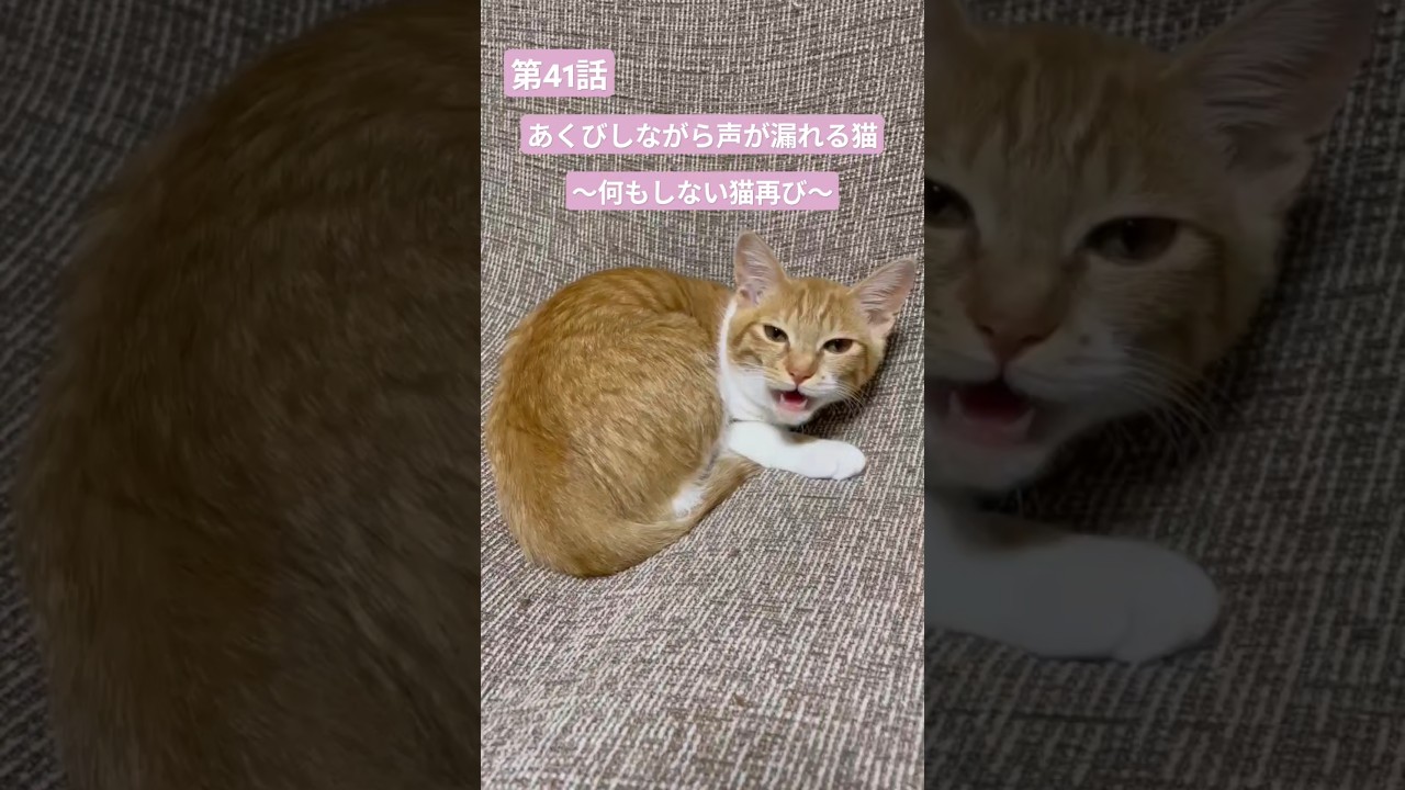 第41話　あくびしながら声が出ちゃった猫　〜何もしない猫再び〜　#猫 #ねこ #cat #猫のいる暮らし #ねこのいる生活 #猫好きさんと繋がりたい #ペット