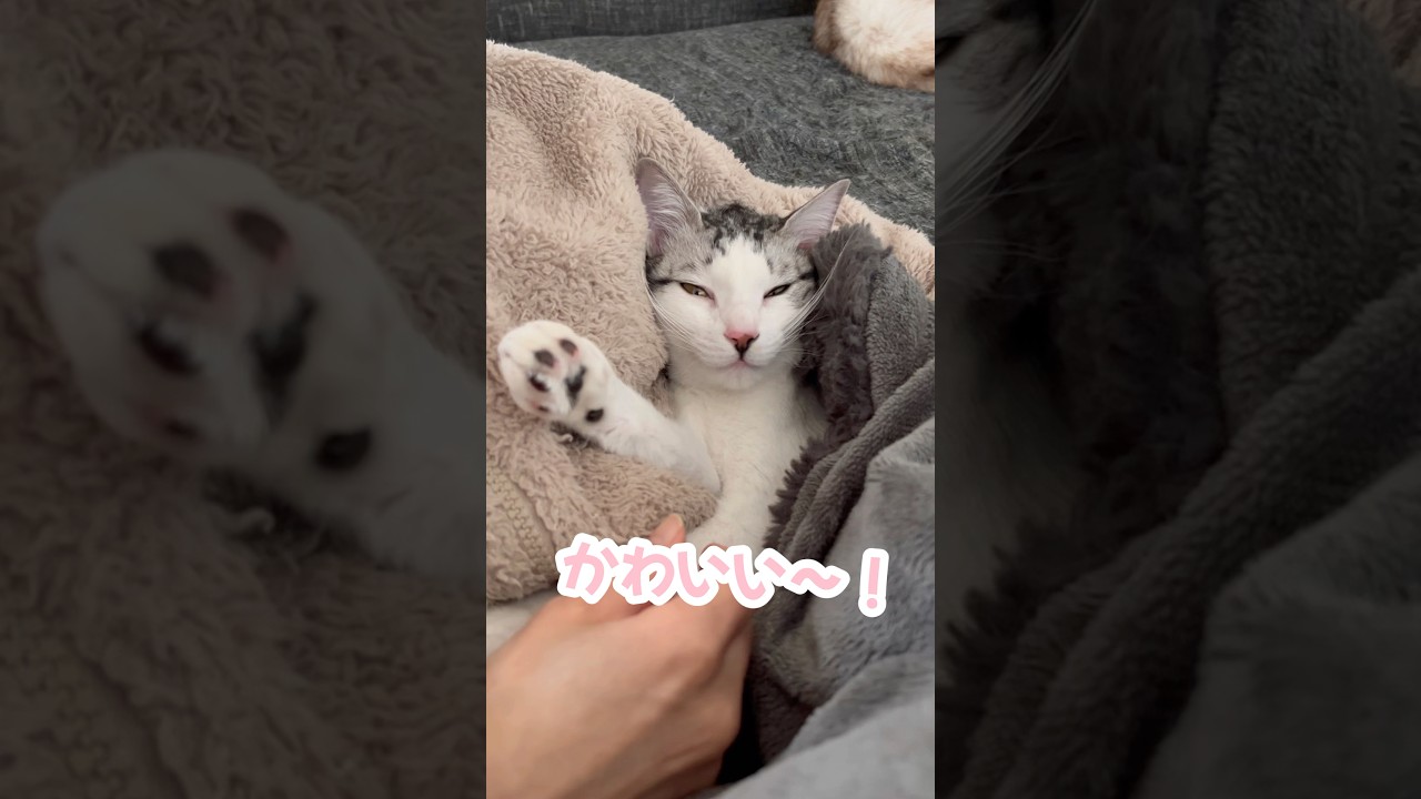 子猫を人間の赤ちゃんのように育てた結果…#子猫 #保護猫 #捨て猫