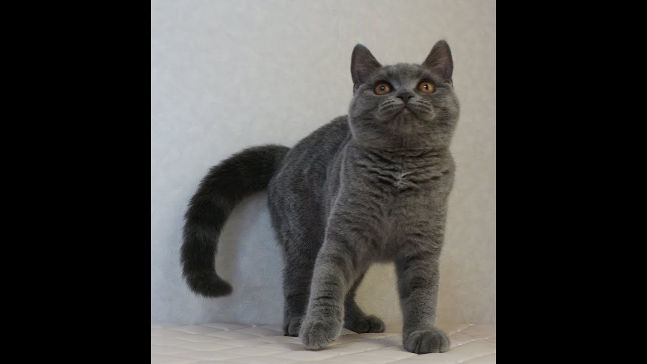 ブリティッシュショートヘアー子猫　British Shorthair　2024.10.1産まれ　ブルータビー　女の子　シーダキャット猫のお店