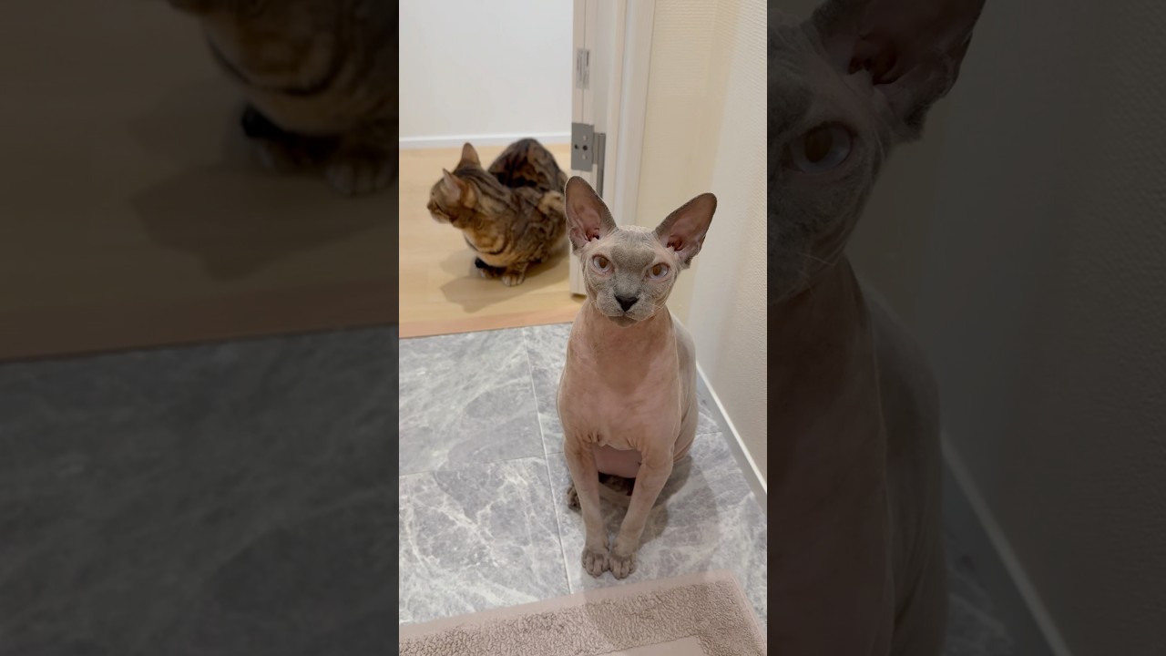 どこにでもついてくる毛のない猫【スフィンクス猫】