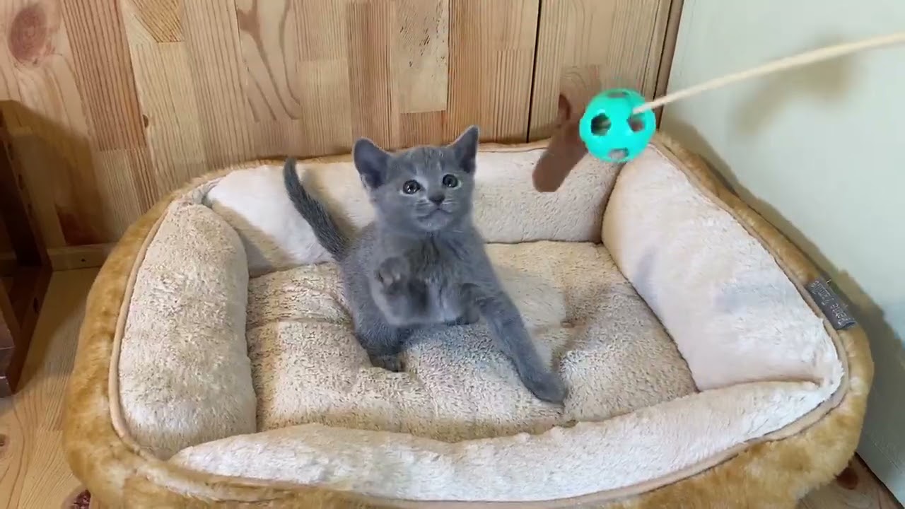 ロシアンブルー 遊ぶの大好き！おてんばな女の子✨　ブルー