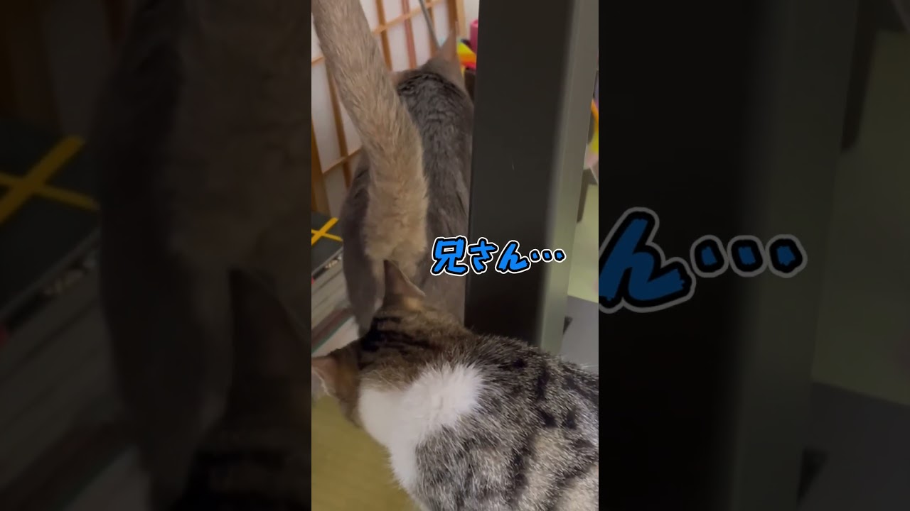 ニャン斗の拳15 ～えぐみ再び～ shorts #猫 #アビシニアン