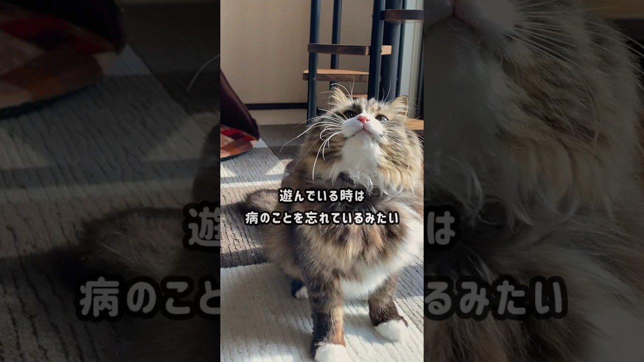 子猫の頃から治療してるけど…遊んでいる時は病のことを忘れるニャンコ😺 #shorts