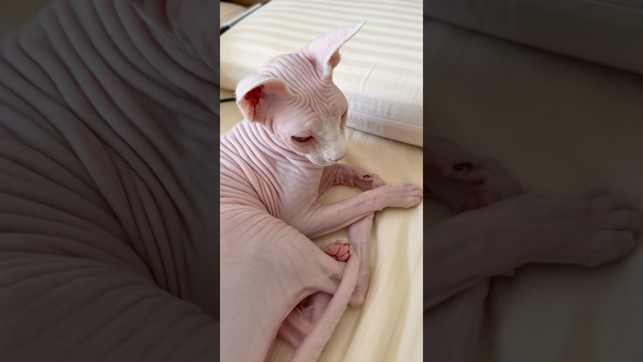 毛のない猫の皮膚が柔らかくて気持ち良い【スフィンクス】