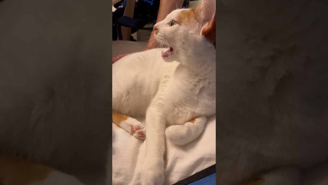 たくさん愛でられる #cat #日本猫 #保護猫