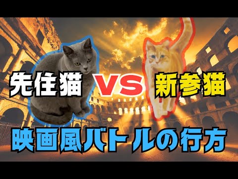 【ショートムービー】先住猫のシャルトリューVS新参猫の茶トラ　おもちゃを独り占めしようとする横暴なシャルトリューに反旗を翻せ！革命を試みる茶トラの物語