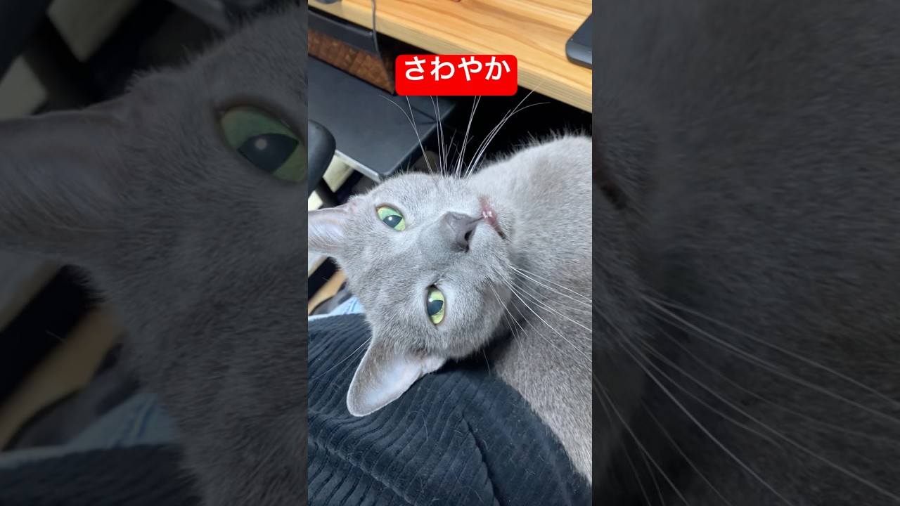 さわやかな飼い主#ロシアンブルー #猫