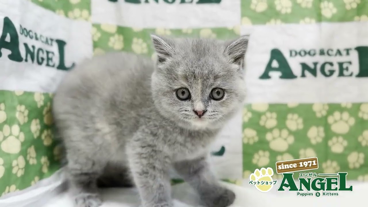 スコティッシュフォールド 2503146 【ペットショップエンゼル　子犬・子猫販売】