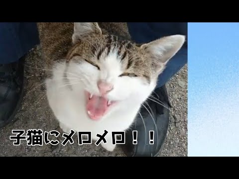 子ネコ娘と突然のボスネコ
